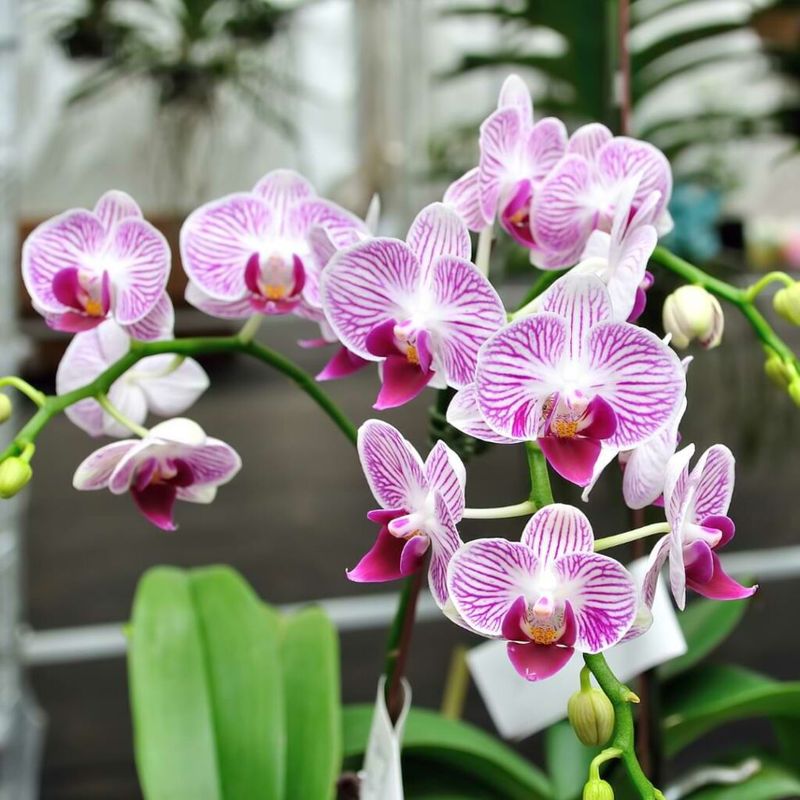 Orchids