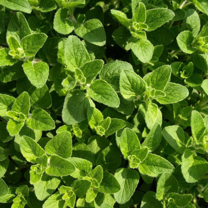 Oregano