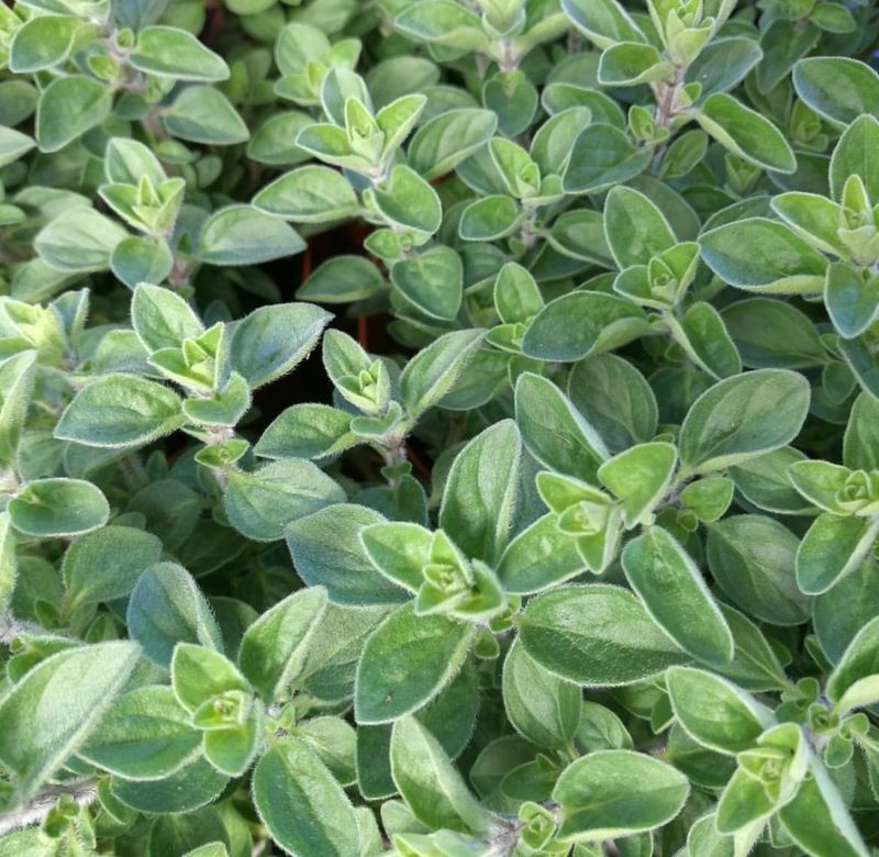 Oregano