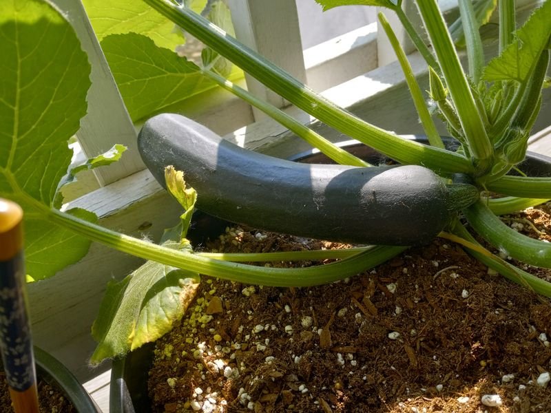 Zucchini