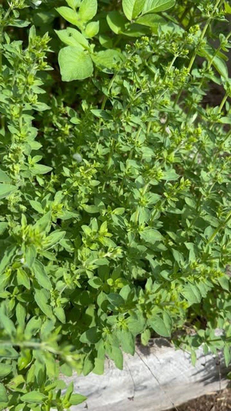 Oregano (Rats Stay Away From It)