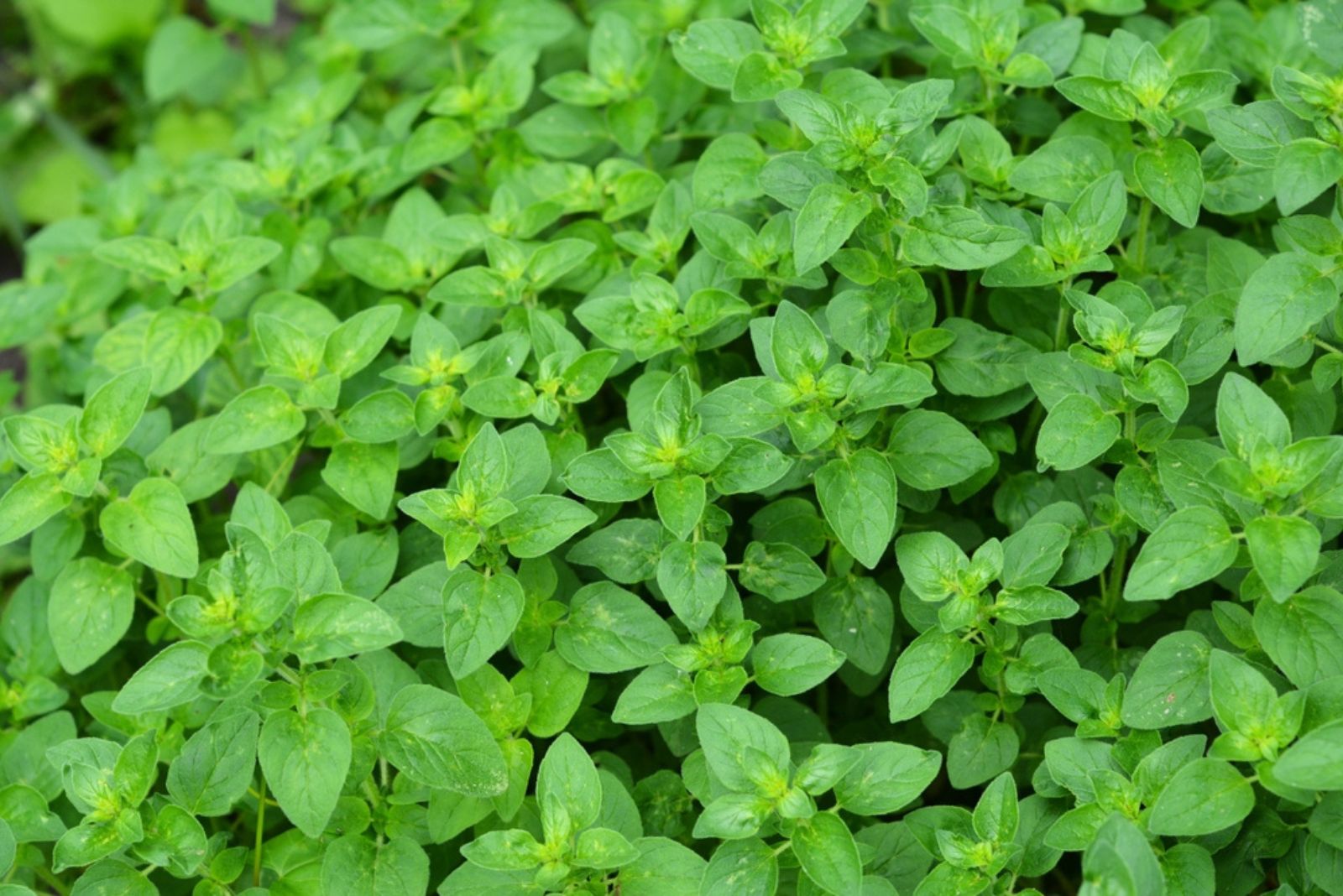 Oregano plant