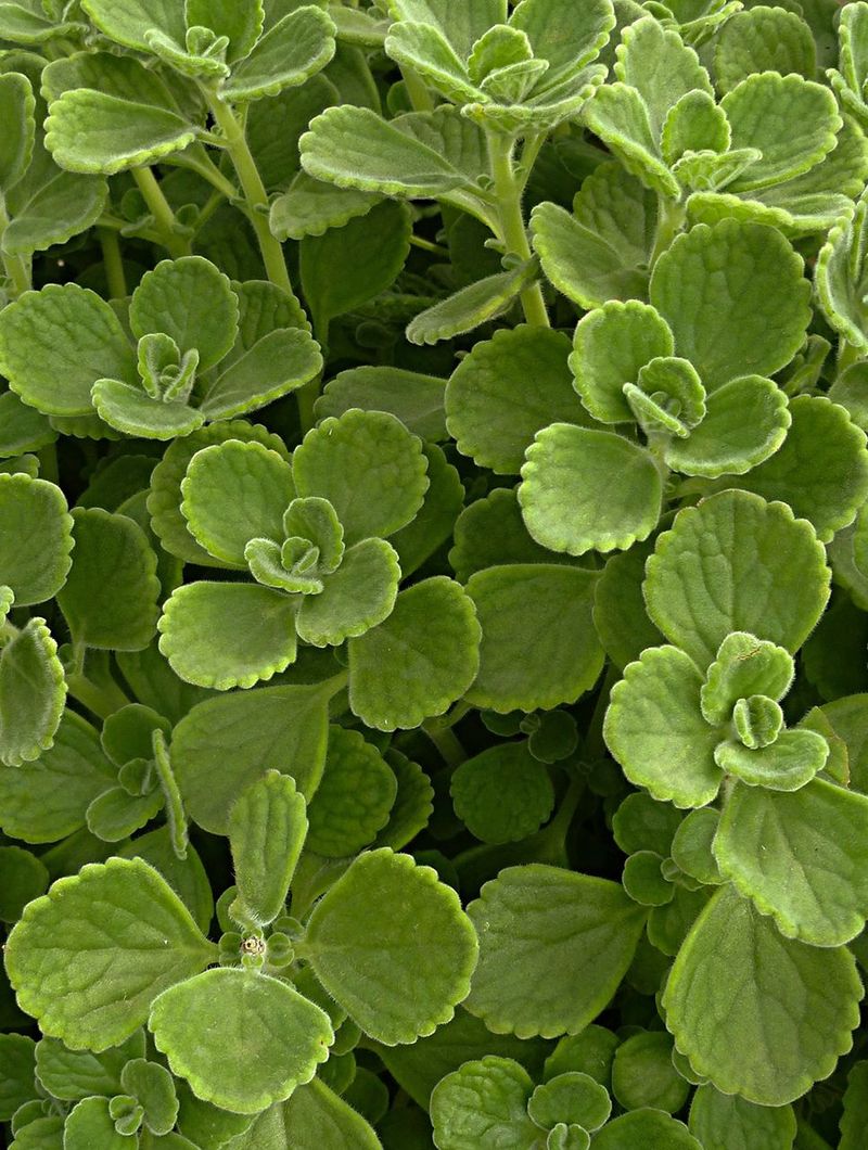 Oregano