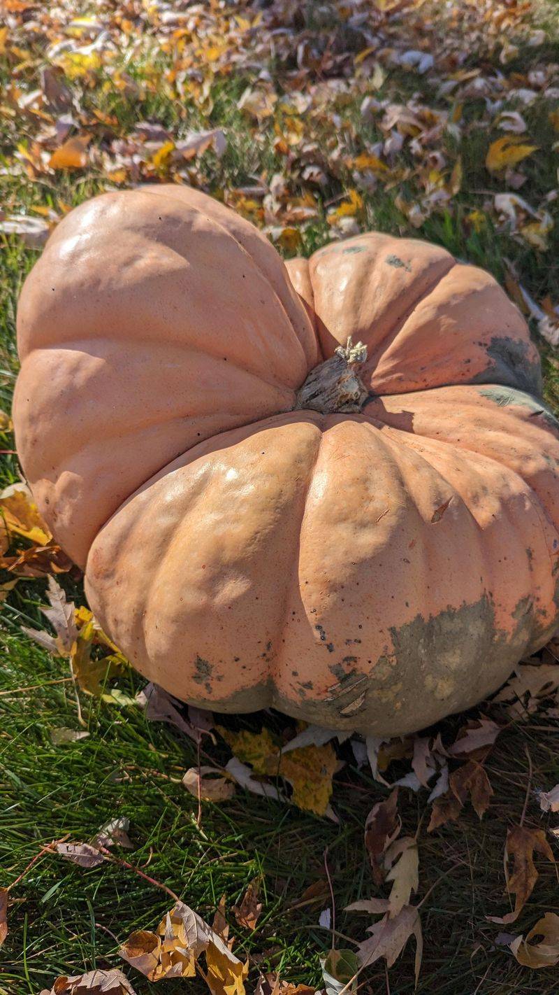 Oregon's Gigantic Pumpkin