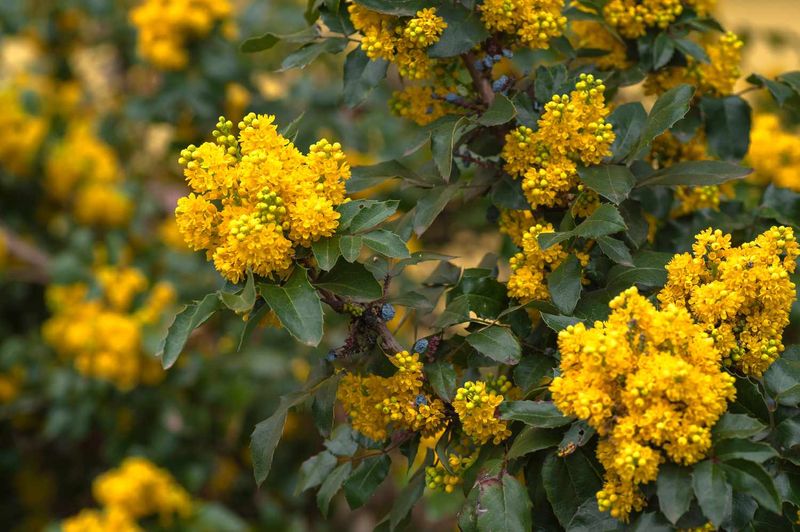 Oregon Grape Holly