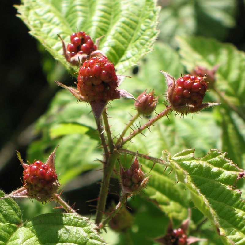 Oregon: Himalayan Blackberry