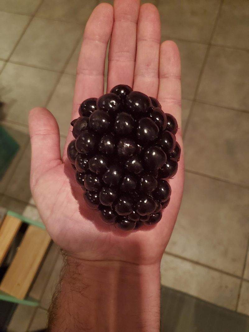 Oregon - Huge Blackberry