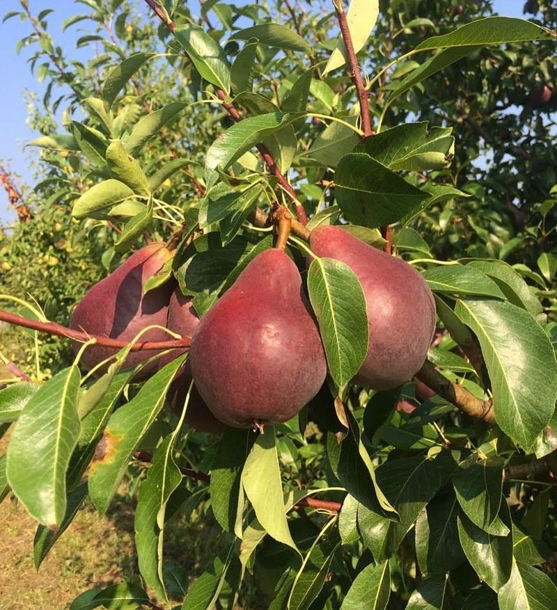 Oregon: Pear