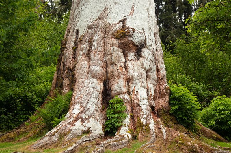 Oregon's Forest Colossus