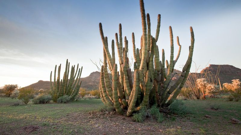 Organ Pipe Cactus