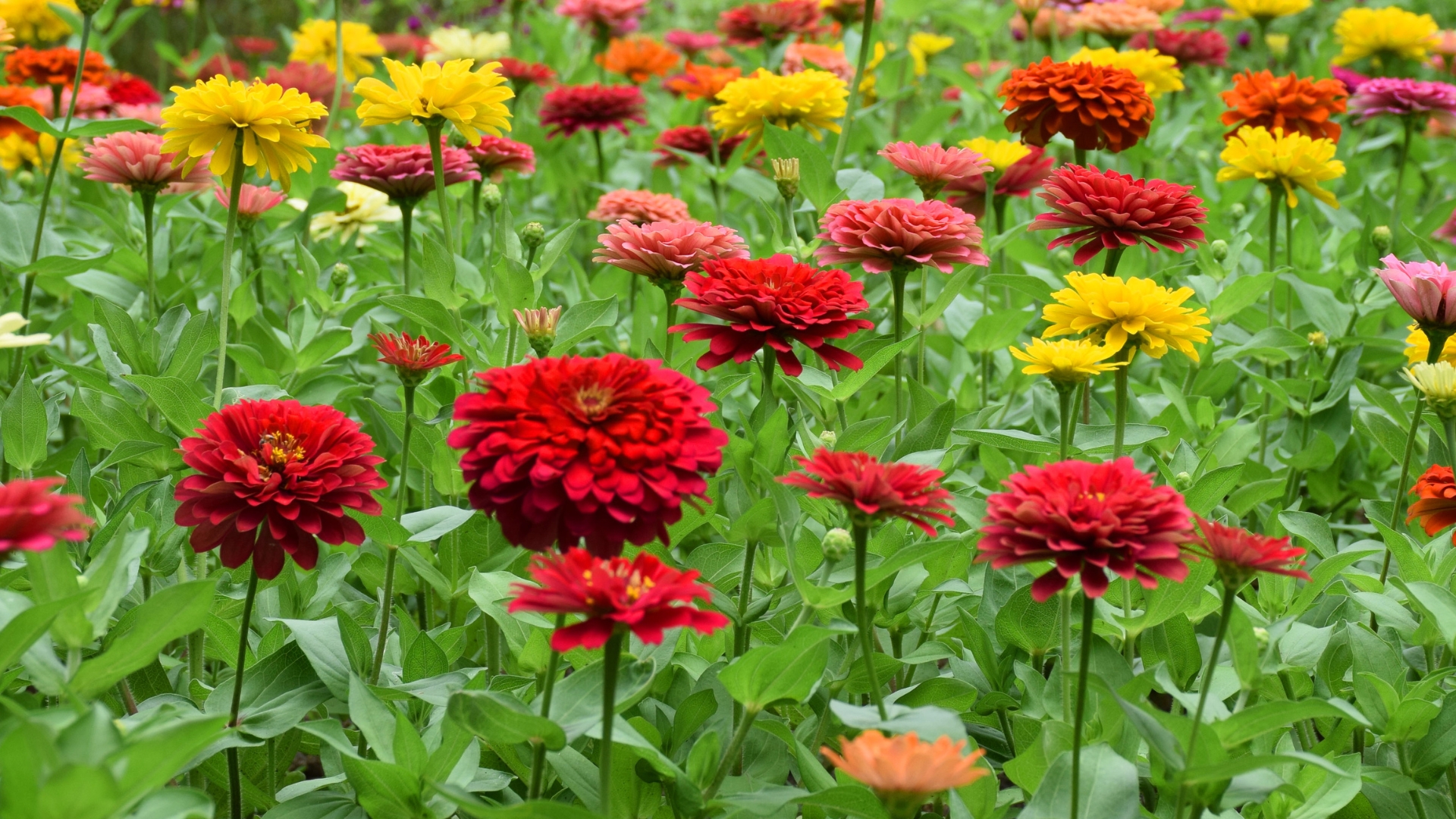 zinnia flower display