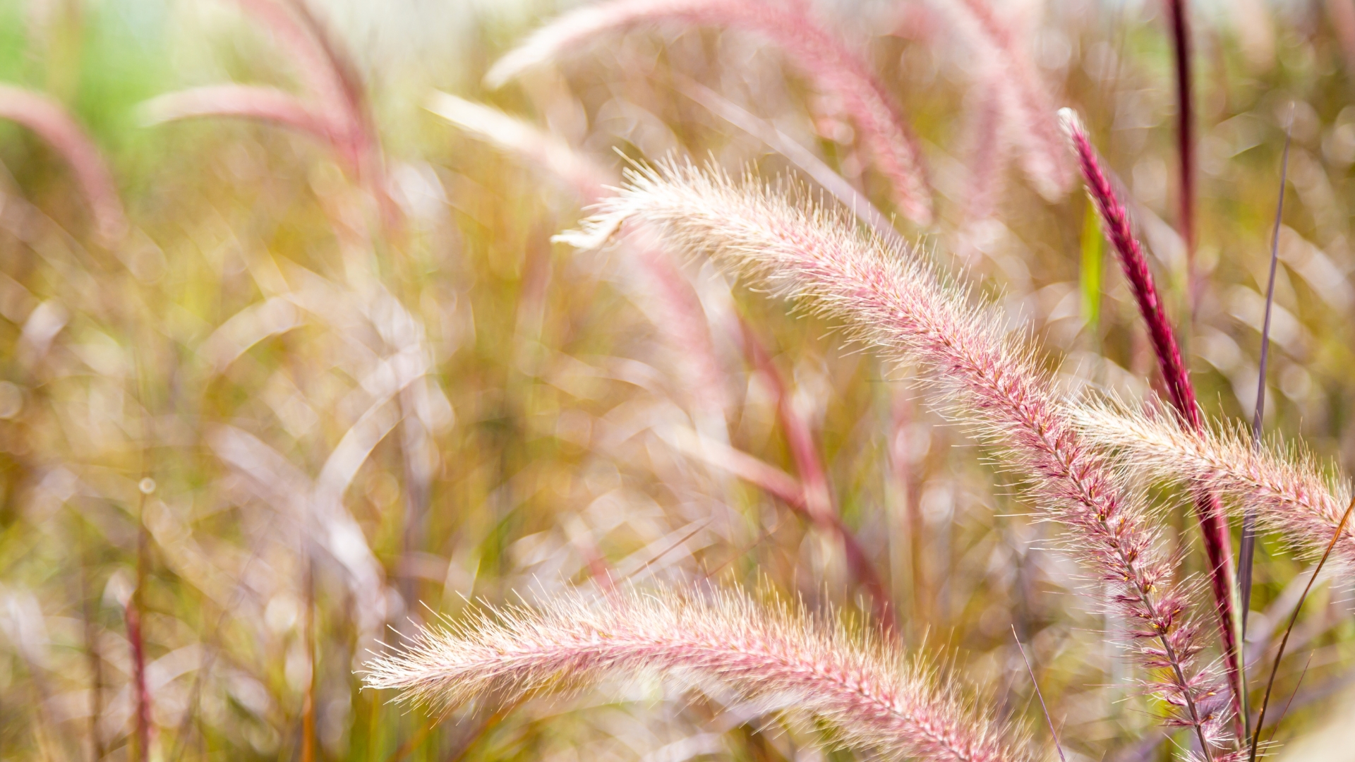 purple fountain grass