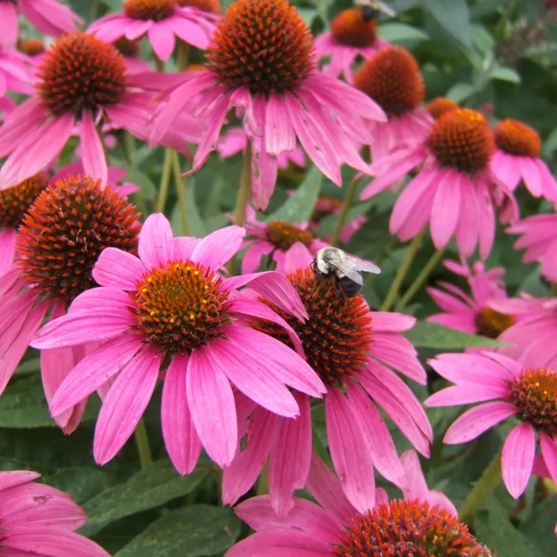 Coneflower (Echinacea)