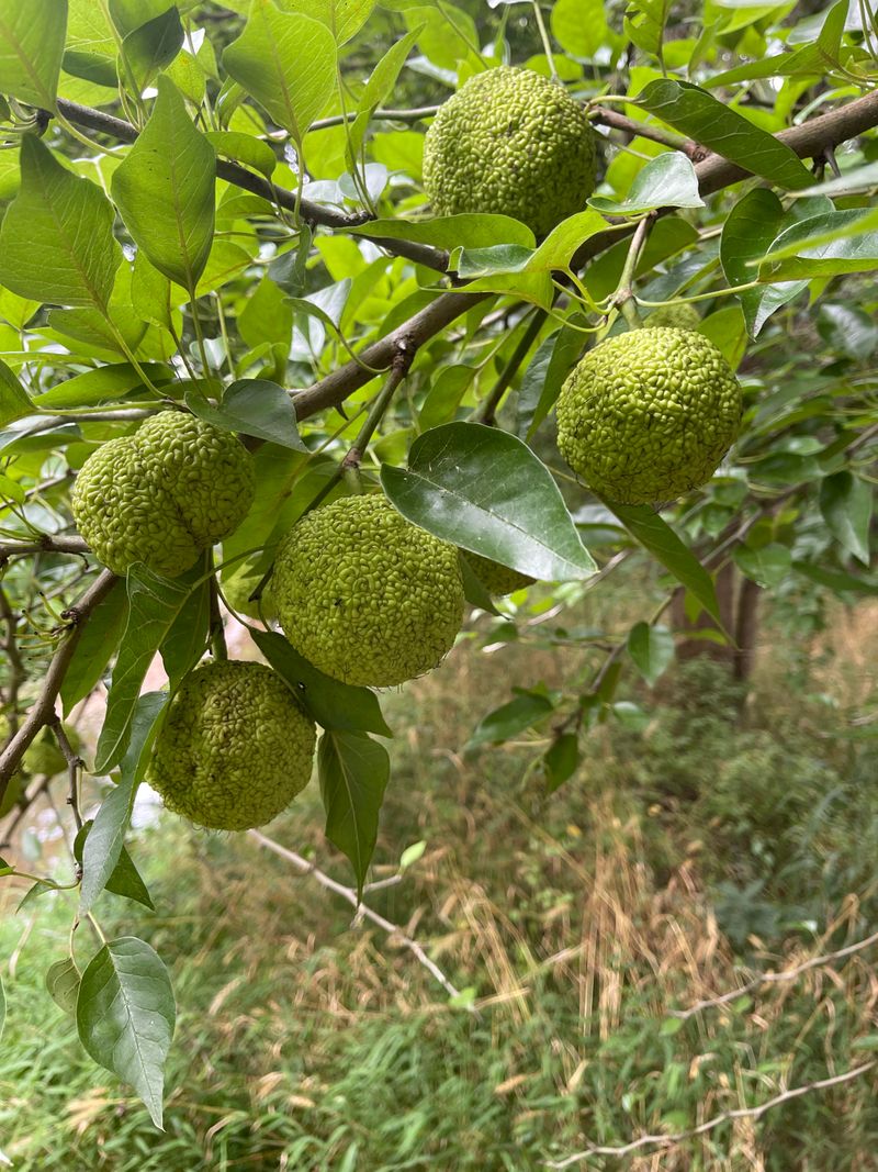 Osage Orange