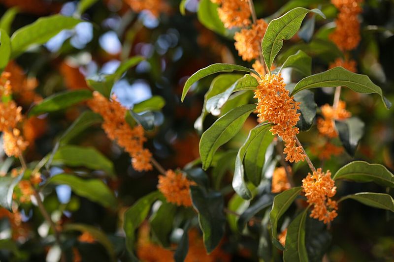 Osmanthus