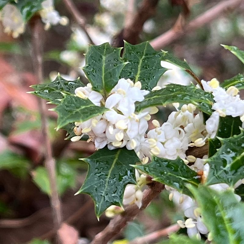 Osmanthus heterophyllus