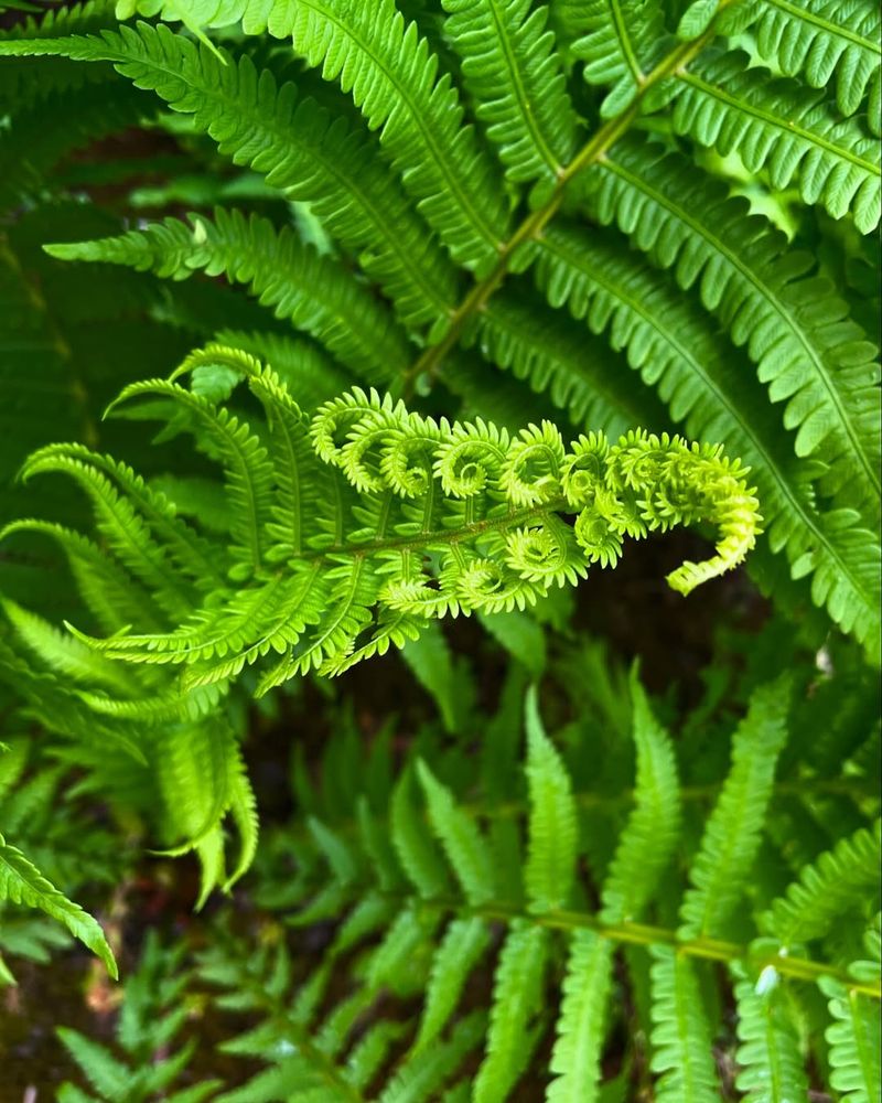 Ostrich Fern