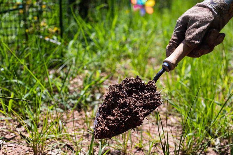 Over-fertilizing your lawn