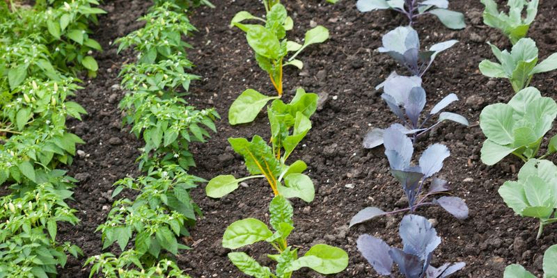 Overcrowding Plants