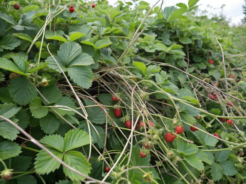 Overcrowding Plants