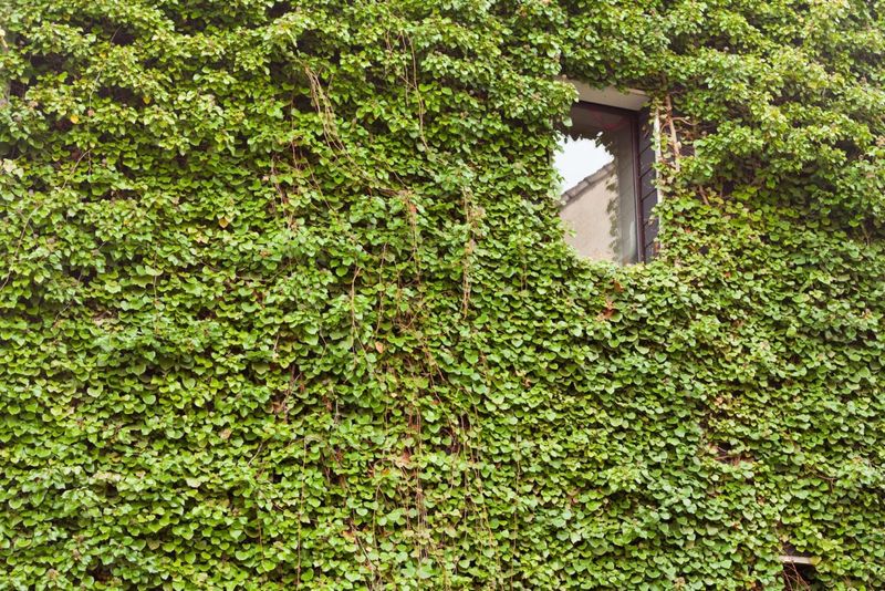 Overgrown Ivy