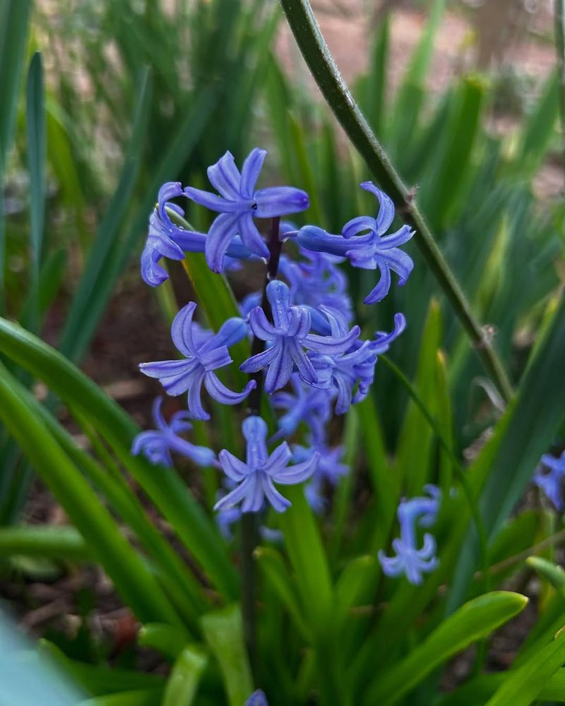 Planting in Dense Shade