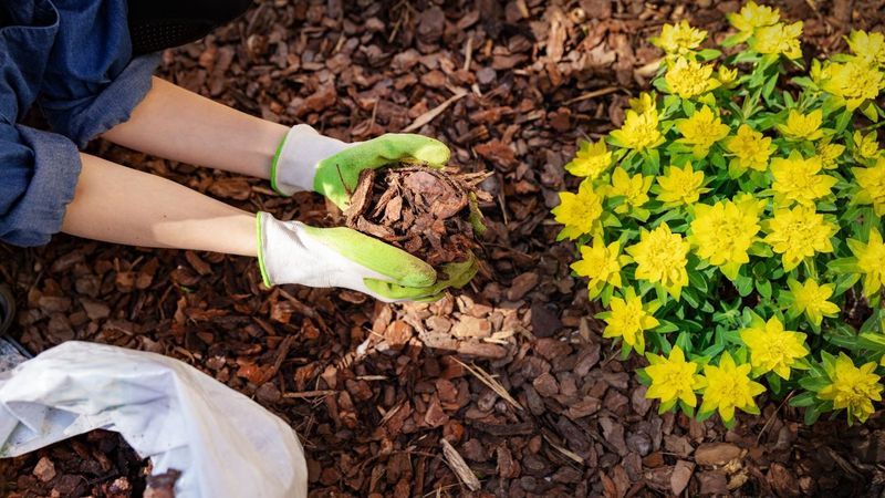 Overlooking Mulch Decomposition