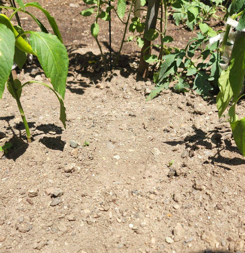 Neglecting Soil Amendments