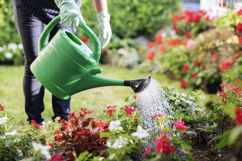 Overwatering Leading to Weeds