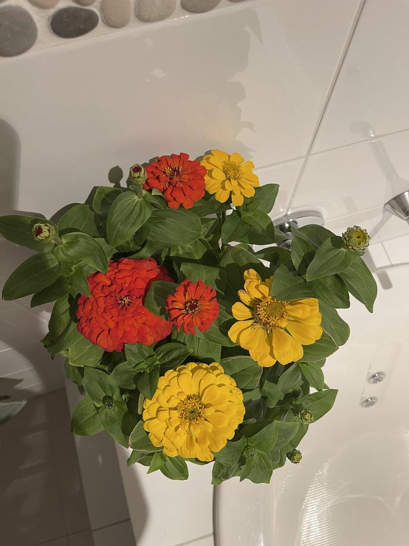 Overwatering Your Zinnias