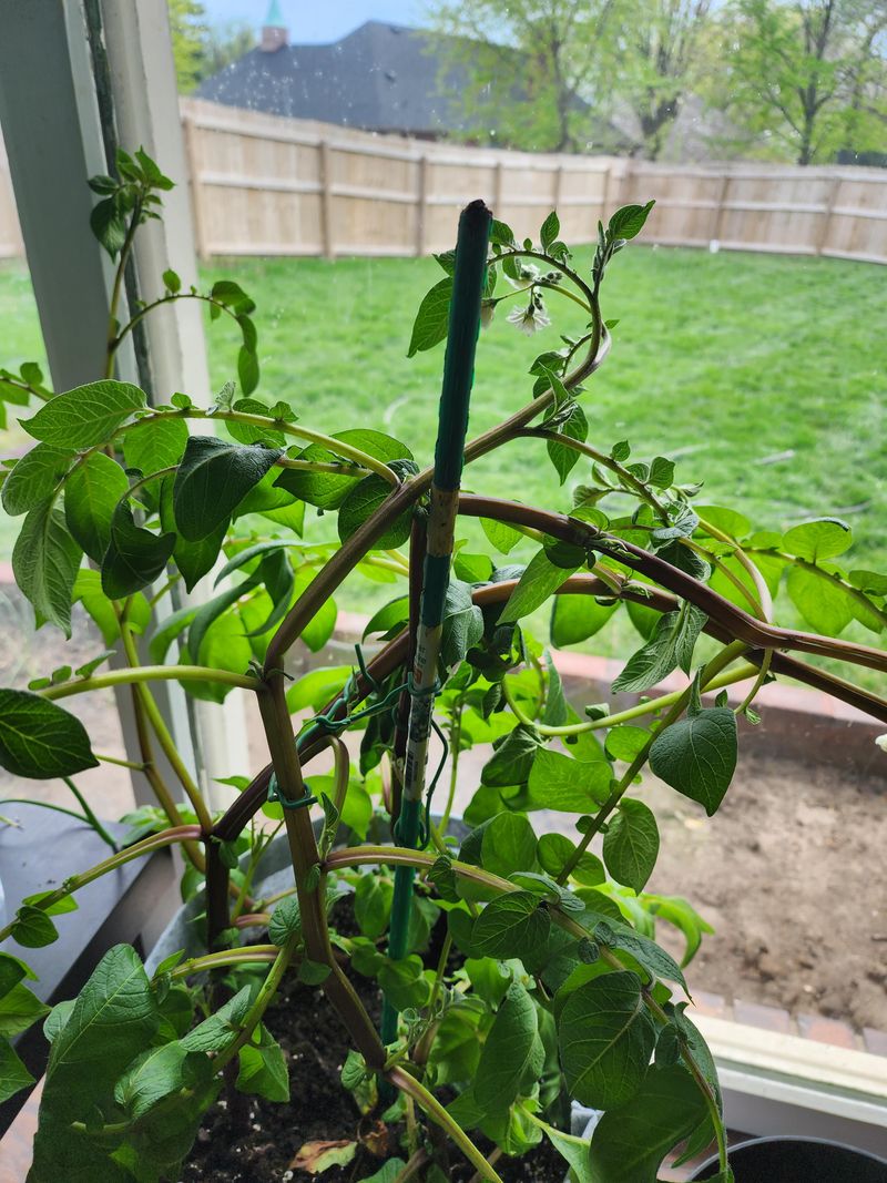 Overwatering the Potatoes