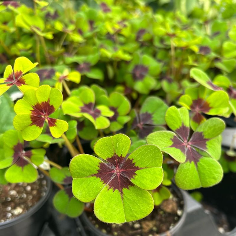 Oxalis