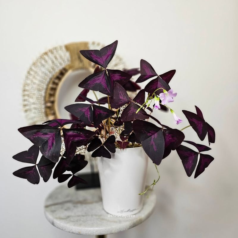 Oxalis Triangularis