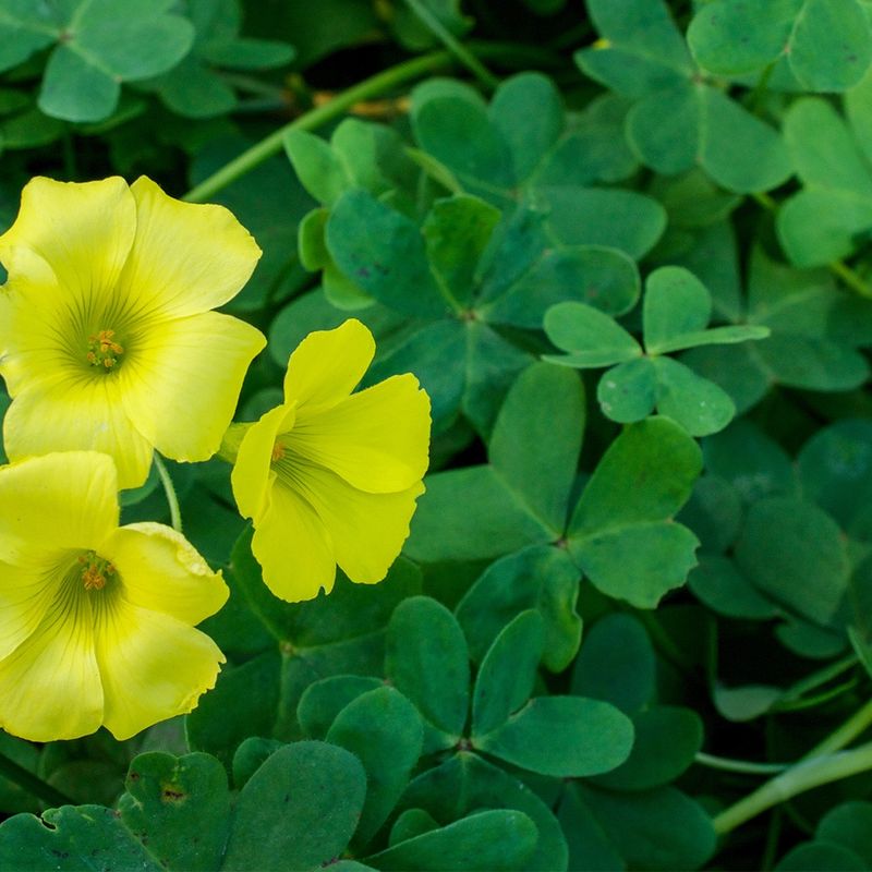 Oxalis