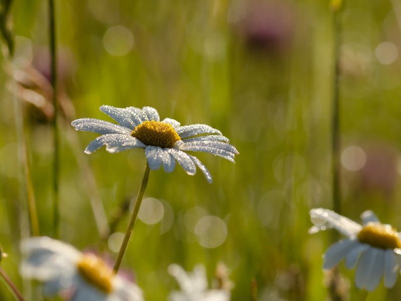 Oxeye Daisy