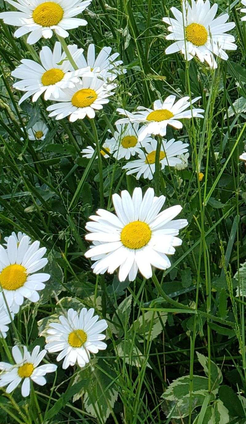 Oxeye Daisy