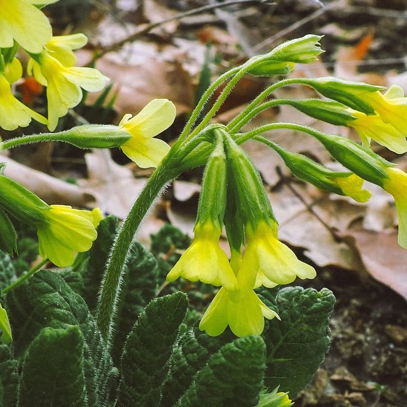 Oxlip