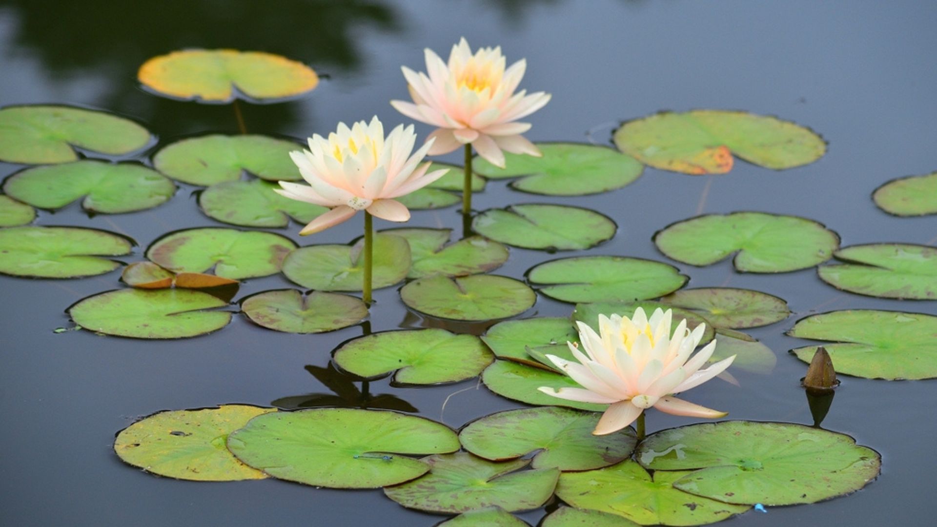 Oxygenating Pond Plants – 32 Plants To Keep Your Pond Water Looking Clear