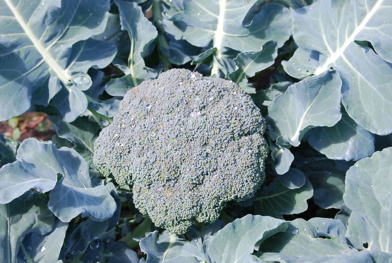 Packman Broccoli