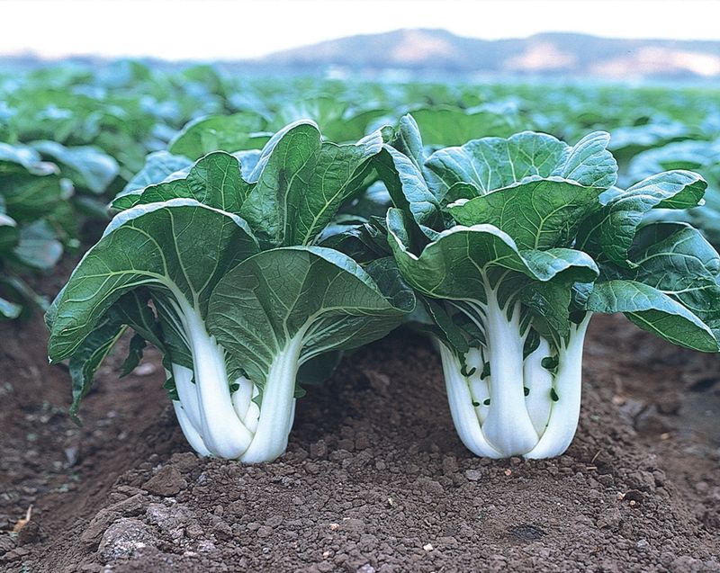 Pak Choi