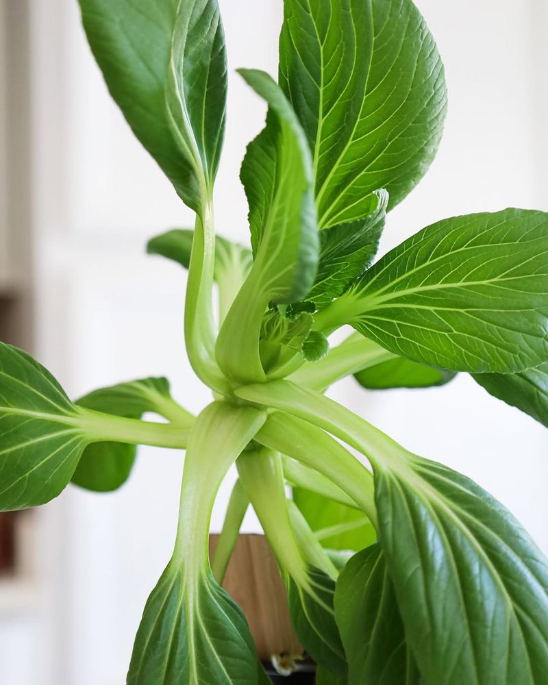 Pak Choi