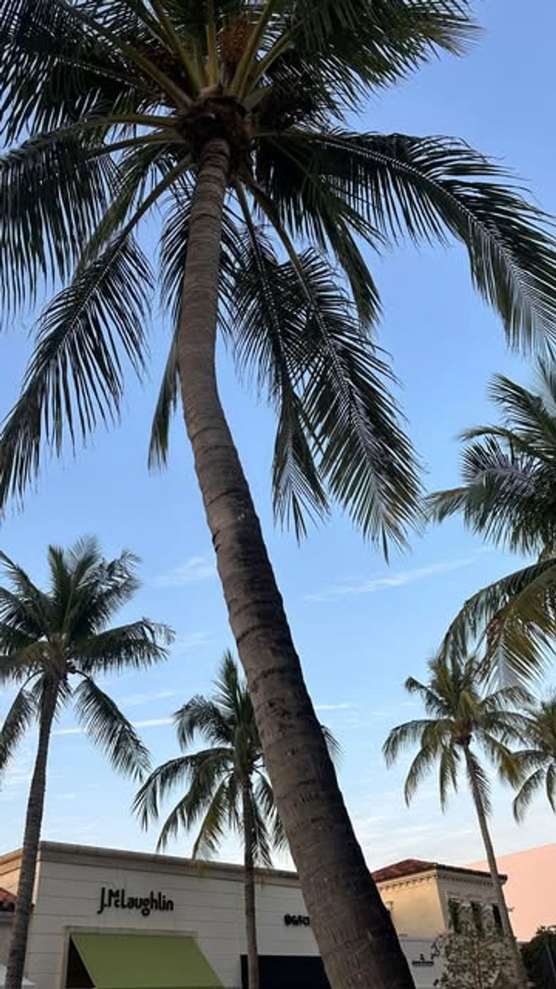 Palm Tree