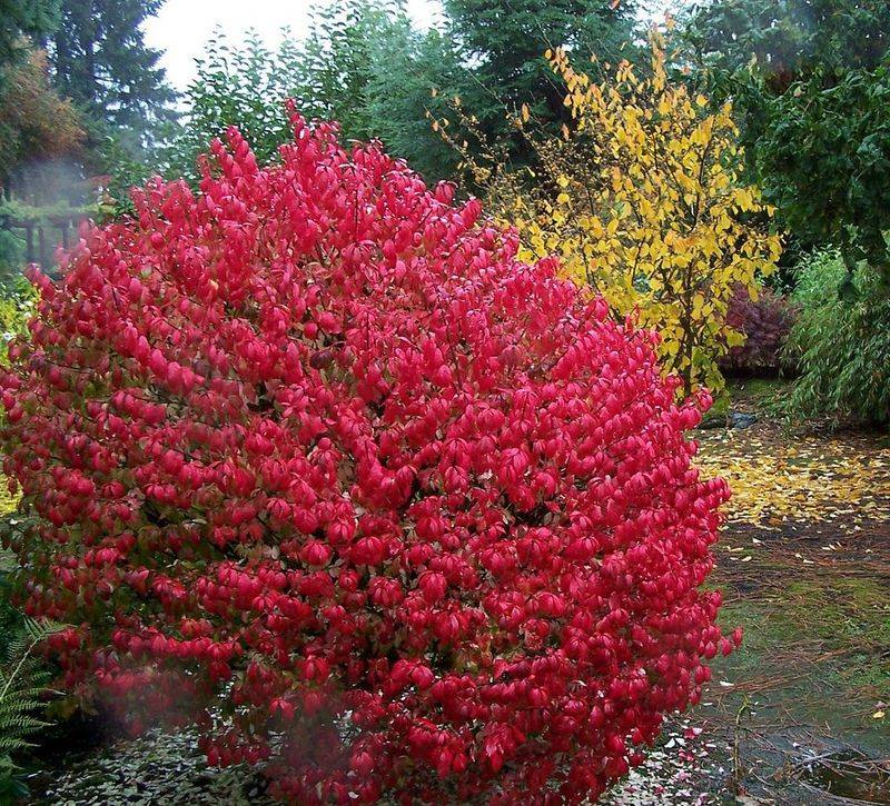 Burning Bush (Euonymus alatus)