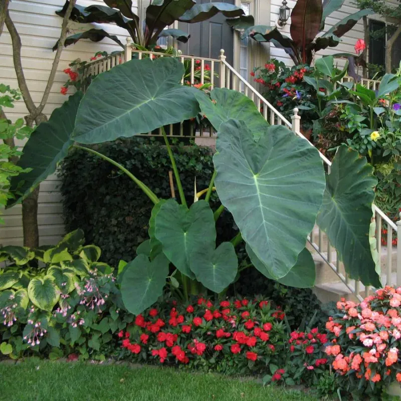 Giant Elephant Ear (Colocasia)