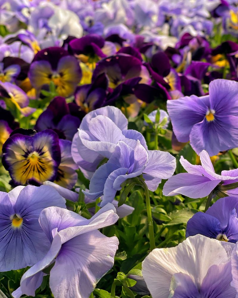 Pansies