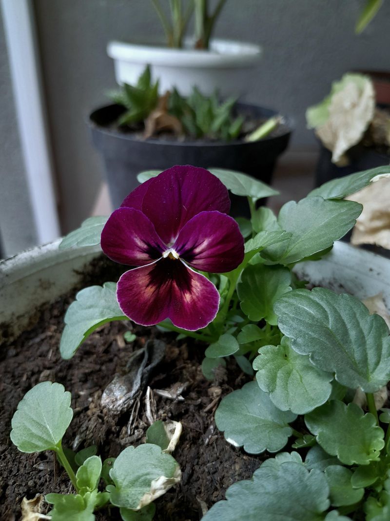 Pansies