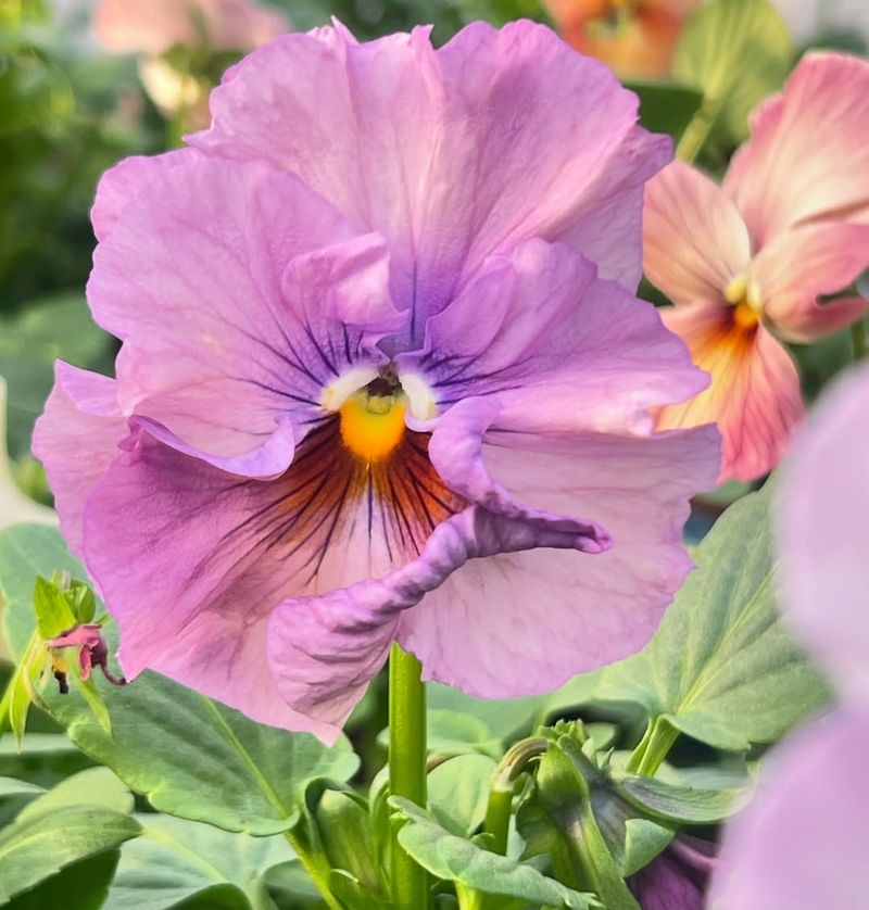 Pansies