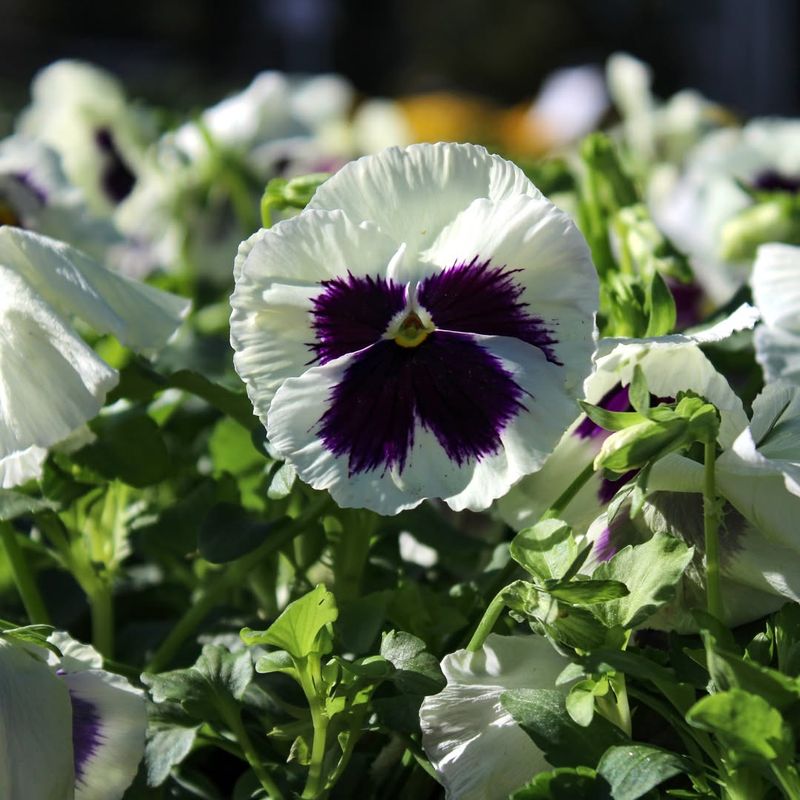 Pansies