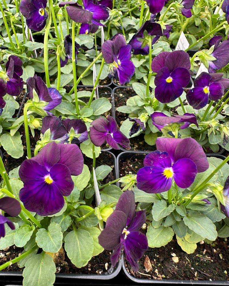 Pansies