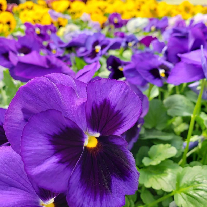 Pansies